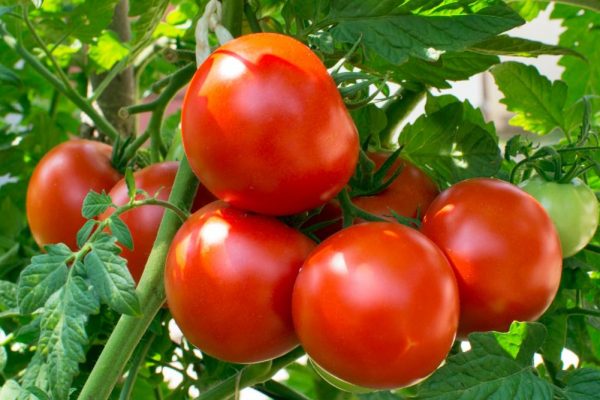 most expensive tomatoes in the world