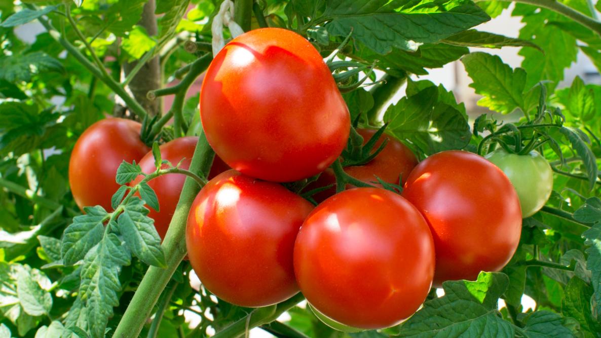 most expensive tomatoes in the world